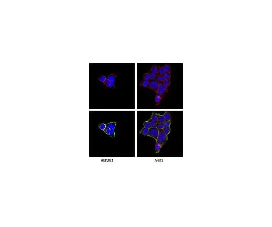 62-8492-60 Anti-Integrin alpha1, clone FB12; 100 μg MAB1973