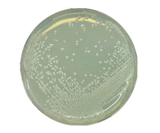 61-0204-43 BAT Agar Medium for Microbiology 107994 500G 1.07994.0500