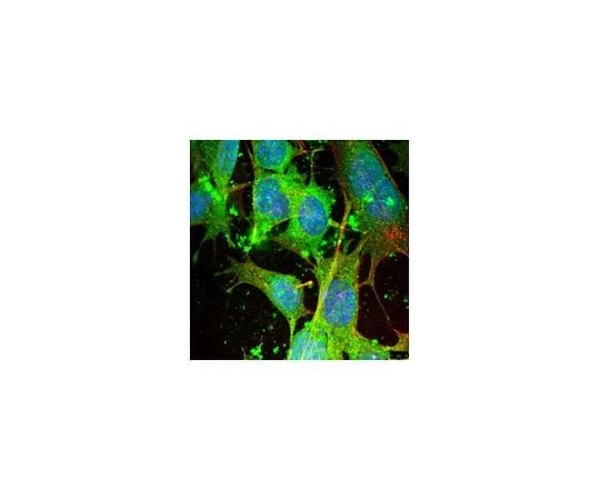 62-8473-26 Anti-Arpin Antibody ABT251