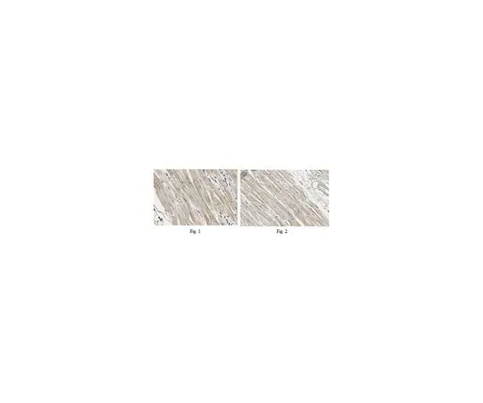62-8473-70 Anti-SYNPO2L ABT335