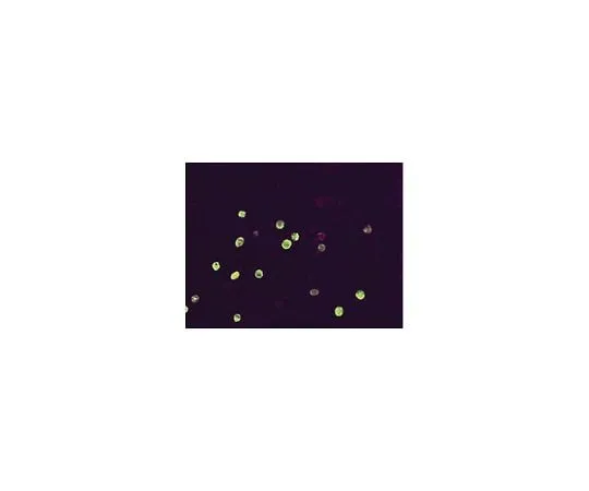 62-8489-71 Anti-Herpes Simplex Virus I and II, clone 4F10.3; 100 μg MAB821