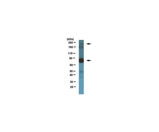 62-8522-31 Anti-Gli3 Antibody, clone 5E1, Cat. No. MABS275 MABS275