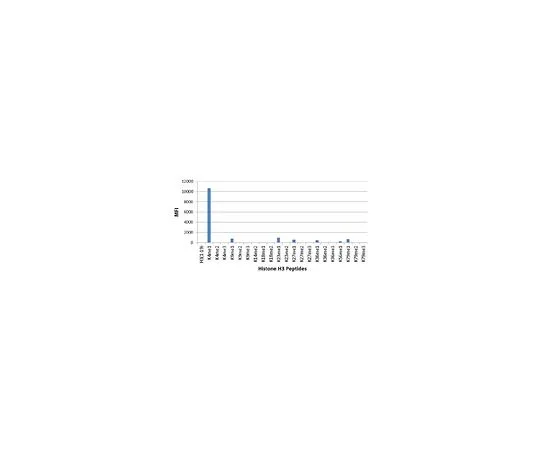 62-8507-05 Anti-monomethyl Histone H3 (Lys4) Antibody, clone RM140 MABE636