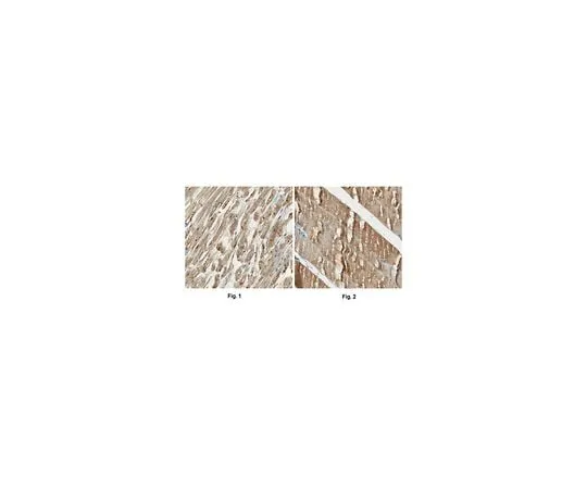 62-8489-48 Anti-Cav1.1 alpha1s Antibody, clone 1A, Ascites Free MAB427-C