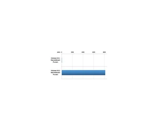 62-8507-18 Anti-Histone H3.3 Antibody, clone RM190 MABE649