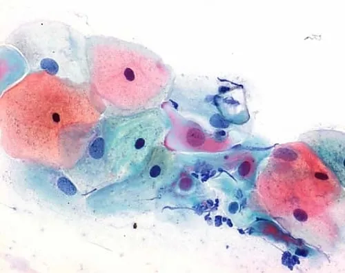 61-0306-56 Papanicolaou Stain Solution 1B, Hematoxylin S for Papanicolaou Stain 109254 2.5L 1.09254.2500