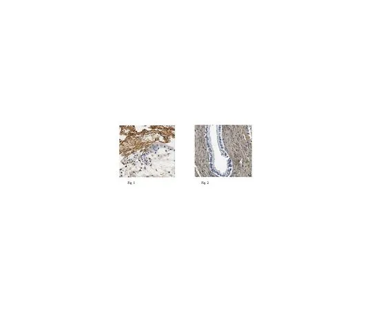 62-8500-80 Anti-Fibronectin (Cell Attachment Fragment),clone 3E3,Asc&AzFree MAB88916-C