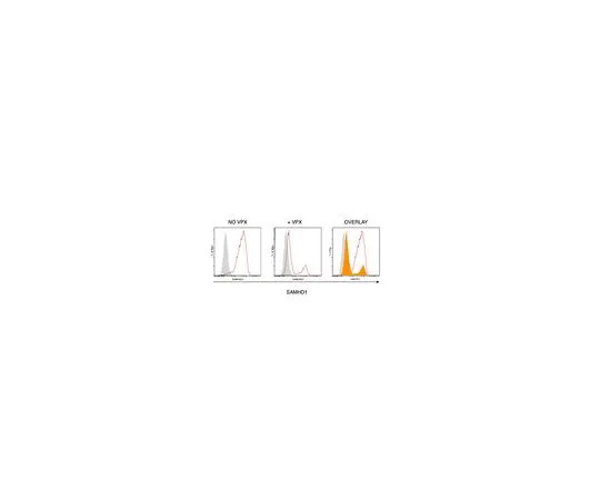 62-8513-03 Anti-SAMHD1 Antibody, clone I19-18 MABF933