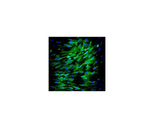 62-8504-51 Anti-CD73, clone AA60-E3-3, Alexa Fluor(R) 488 conjugate MABD122A4