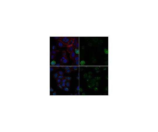 62-8471-61 Anti-phospho-Ubiquitin Antibody (Ser65), Alexa Fluor(R) 488 Conjugate ABS1513-I-AF488