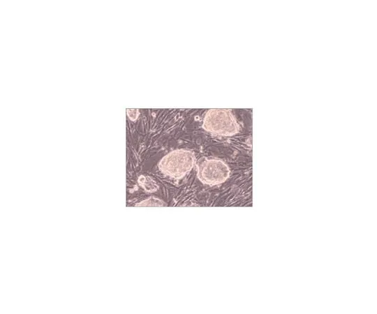 62-8482-57 EmbryoMax(R) ES Cell Qualified Fetal Bovine Serum; 100 mL ES-009-C