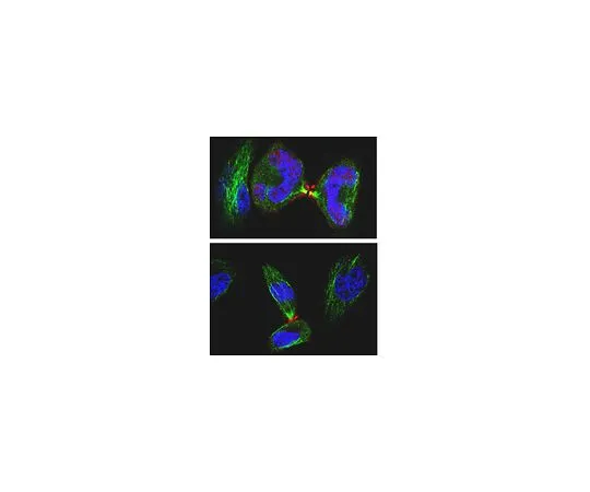 62-8525-52 Anti-Anillin Antibody, clone 5f3.1 Cat. No. MABT96 MABT96