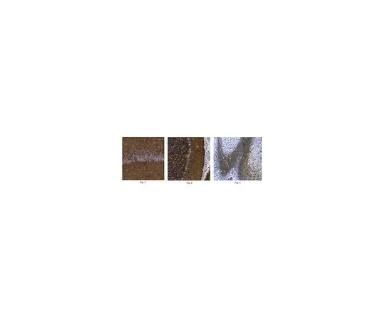62-8498-55 Anti-DSD-1 , clone 473HD MAB5790-I