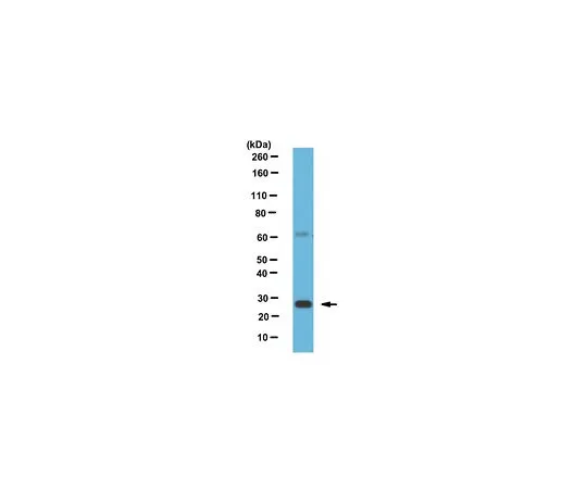 62-8509-37 Anti-hGITR, clone 108-17 MABF240