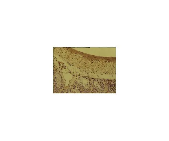 62-8493-82 Anti-Integrin alpha5beta1, clone BMC5; 100 μL MAB2575