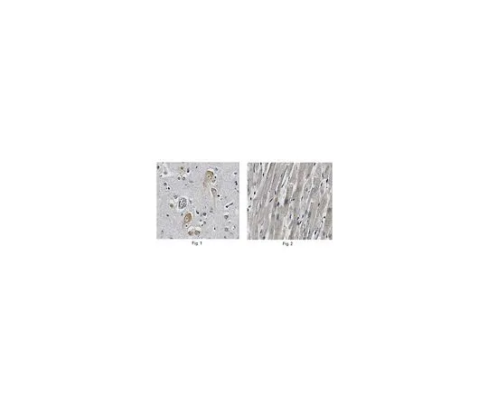 62-8517-02 Anti-DENR, clone 10D9.1 MABN226
