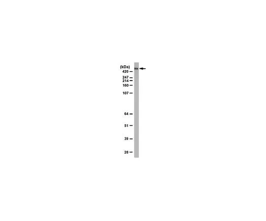 62-8471-50 Anti-Cubilin ABS1070