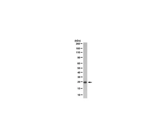 62-8516-84 Anti-ATF-3 Antibody, clone 13A5.1 MABN124