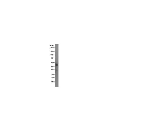 62-8493-46 Anti-Tau, clone Tau 12; 100 μg MAB2241