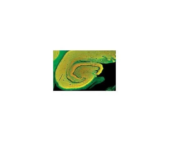 62-8488-72 Anti-Syntaxin, clone SP8; 100 μL MAB336