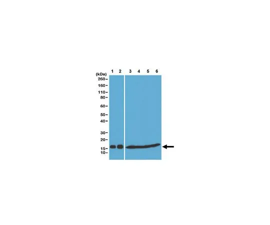 62-8507-17 Anti-Histone H3 pan Antibody, clone RM188 MABE648