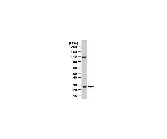 62-8473-05 Anti-RAB8A ABT165
