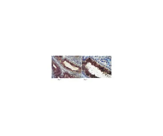 62-8500-14 Anti-Plexin-A3, clone 18A9.2; 100 μg MAB10422