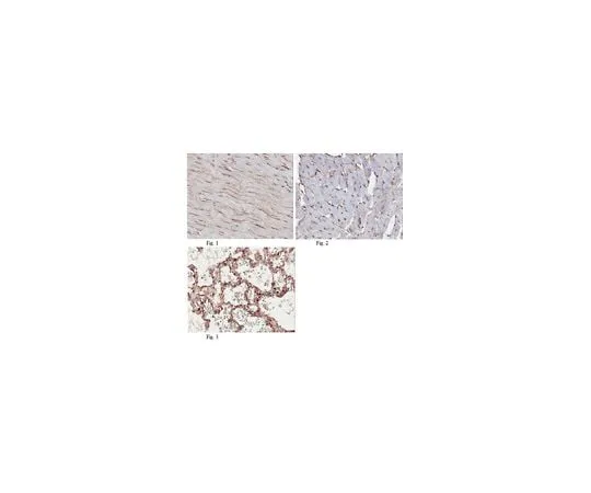 62-8472-79 Anti-PTRF/cavin-1 ABT131