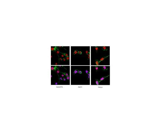 62-8494-98 Anti-Heterochromatin Protein-1 beta, clone 1MOD-1A9; 100 μL MAB3448