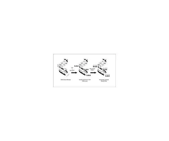 62-8477-73 Apo-BRDU Flow Cytometry Detection Kit; 50 assays APT115