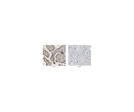 62-8517-48 Anti-HAND2 Antibody, Clone 7D4.1 MABN355