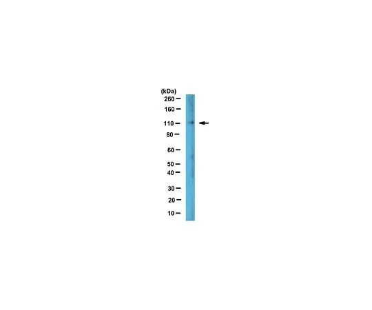62-8470-56 Anti-Lipin-2 Antibody Cat. No. ABS524 ABS524