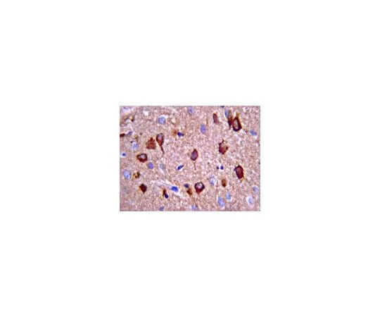 62-8491-23 Anti-Prion Protein, a.a. 109-112, clone 3F4; 100 μg MAB1562