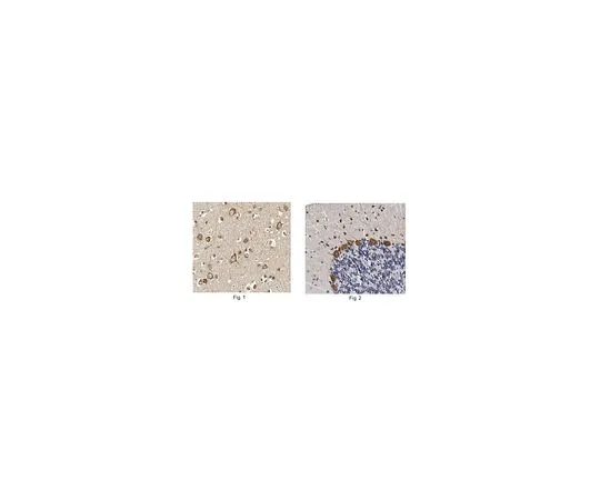 62-8518-76 Anti-GST Omega 1 (GSTO1) clone 1H10.1 MABN642