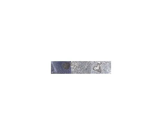 62-8507-25 Anti-Heterochromatin Protein-1 Antibody, clone 4C12.1 MABE666