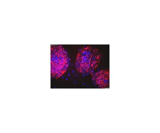62-8496-70 Anti-TRA-1-81, clone TRA-1-81, Cy3 conjugate MAB4381C3