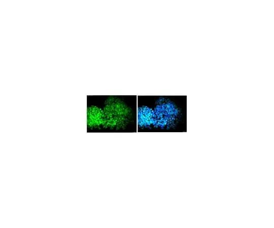 62-8496-60 Anti-DPPA-2, clone 6C1.2, Alexa Fluor 488 conjugate MAB4356A4