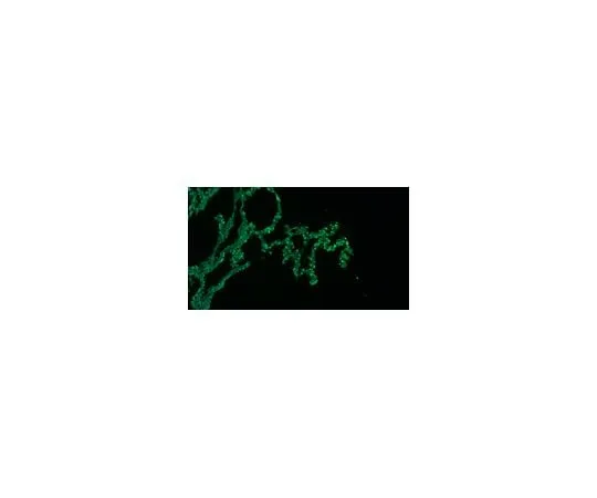 62-8470-81 Anti-Surfactant Protein D Antibody, Alexa Fluor(R) 488 Conjugate ABS574-AF488