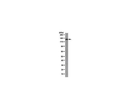 62-8501-75 Anti-APC, clone FE9 MABC202