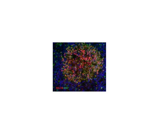 62-8502-07 Anti-BCL7A, clone 15C MABC523