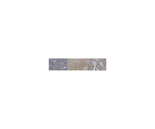 62-8526-89 Anti-N-cadherin Antibody, clone 6A9.2 MABT530