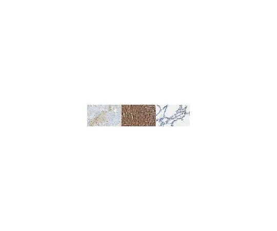 62-8524-82 Anti-WISP-3 Antibody, clone 13C4.1 MABS1697