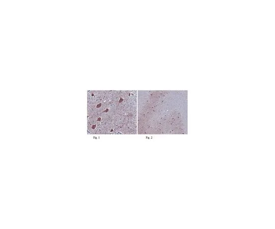 62-8501-10 Anti-Atg13, clone 2H4.2; 100 μL MABC46