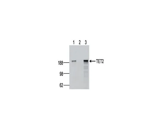 62-8506-52 Anti-TET2 Antibody, clone hT2H 21F11 Cat. No. MABE462 MABE462