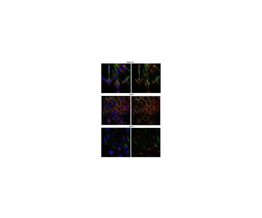 62-8472-52 Anti-CADM1; 100 μg ABT66