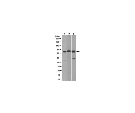 62-8523-95 Anti-LNK/SH2B3 Antibody, clone 13F1.2 MABS1178