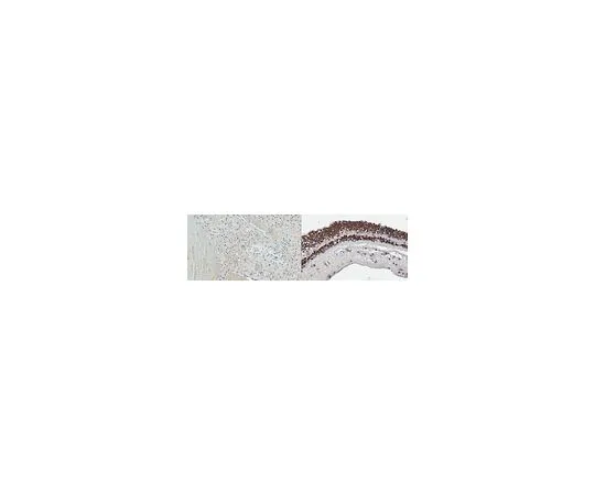 62-8504-46 Anti-OTX2 Antibody, clone 8D8.2 MABD106