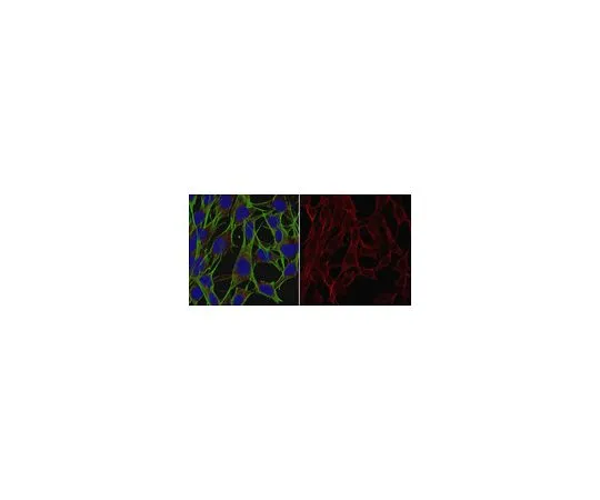 62-8524-48 Anti-GPx4 Antibody, clone 1B4 MABS1274