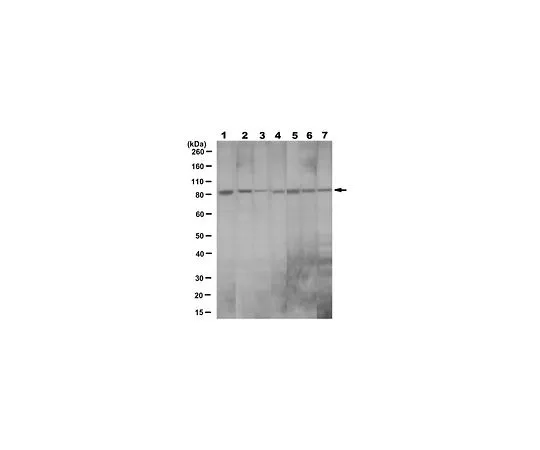 62-8523-79 Anti-Cdc4 (FBXW7) Antibody, clone 9D8.1 MABS1118
