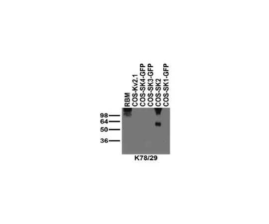 62-8521-41 Anti-SK2 (KCa2.2) Antibody, clone K78/29 MABN1832